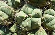 Anteprima di Gymnocalycium buenekeri