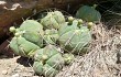 Anteprima di Gymnocalycium buenekeri