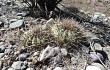 Anteprima di Gymnocalycium cardenasianum