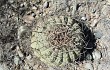 Anteprima di Gymnocalycium cardenasianum