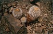 Anteprima di Copiapoa cinerea