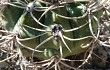 Anteprima di Gymnocalycium castellanosii