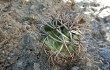 Anteprima di Gymnocalycium castellanosii