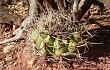 Anteprima di Gymnocalycium castellanosii