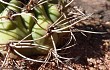 Anteprima di Gymnocalycium castellanosii