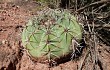 Anteprima di Gymnocalycium castellanosii