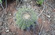 Anteprima di Gymnocalycium castellanosii