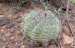 Anteprima di Gymnocalycium castellanosii