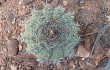 Anteprima di Gymnocalycium castellanosii