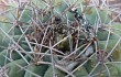 Anteprima di Gymnocalycium castellanosii