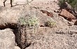 Anteprima di Gymnocalycium castellanosii