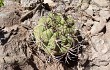 Anteprima di Gymnocalycium castellanosii