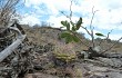 Vista previa de Gymnocalycium chiquitanum