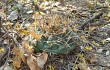 Vista previa de Gymnocalycium eurypleurum