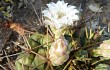 Anteprima di Gymnocalycium eurypleurum