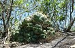 Anteprima di Gymnocalycium horstii