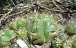 Anteprima di Gymnocalycium horstii