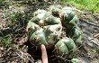 Anteprima di Gymnocalycium horstii