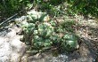 Preview photo Gymnocalycium horstii