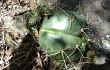 Vista previa de Gymnocalycium horstii