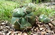 Preview photo Gymnocalycium horstii