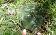 Vista previa de Gymnocalycium horstii