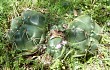 Vista previa de Gymnocalycium horstii