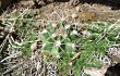 Anteprima di Gymnocalycium mostii