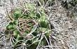 Anteprima di Gymnocalycium mostii