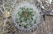 Anteprima di Gymnocalycium mostii