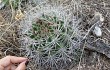 Anteprima di Gymnocalycium mostii