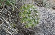 Anteprima di Gymnocalycium mostii