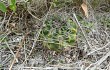 Anteprima di Gymnocalycium mostii