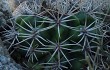 Anteprima di Gymnocalycium mostii