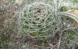 Anteprima di Gymnocalycium mostii