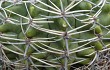 Anteprima di Gymnocalycium mostii