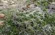 Anteprima di Gymnocalycium mostii