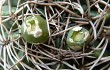 Anteprima di Gymnocalycium mostii