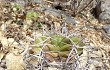 Preview photo Gymnocalycium paediophilum