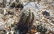 Preview photo Gymnocalycium paediophilum