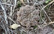 Anteprima di Gymnocalycium robustum