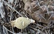 Vista previa de Gymnocalycium robustum