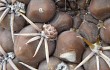 Anteprima di Gymnocalycium robustum