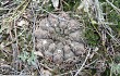 Anteprima di Gymnocalycium robustum