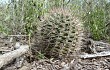 Anteprima di Gymnocalycium schickendantzii