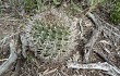 Anteprima di Gymnocalycium schickendantzii