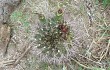 Vista previa de Gymnocalycium schickendantzii