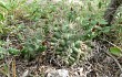 Vista previa de Gymnocalycium schickendantzii