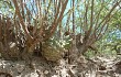 Vista previa de Gymnocalycium schickendantzii