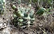 Anteprima di Gymnocalycium schickendantzii